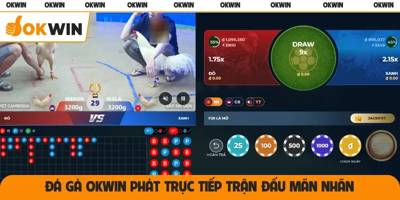 Đá gà OKWIN phát trực tiếp trận đấu mãn nhãn
